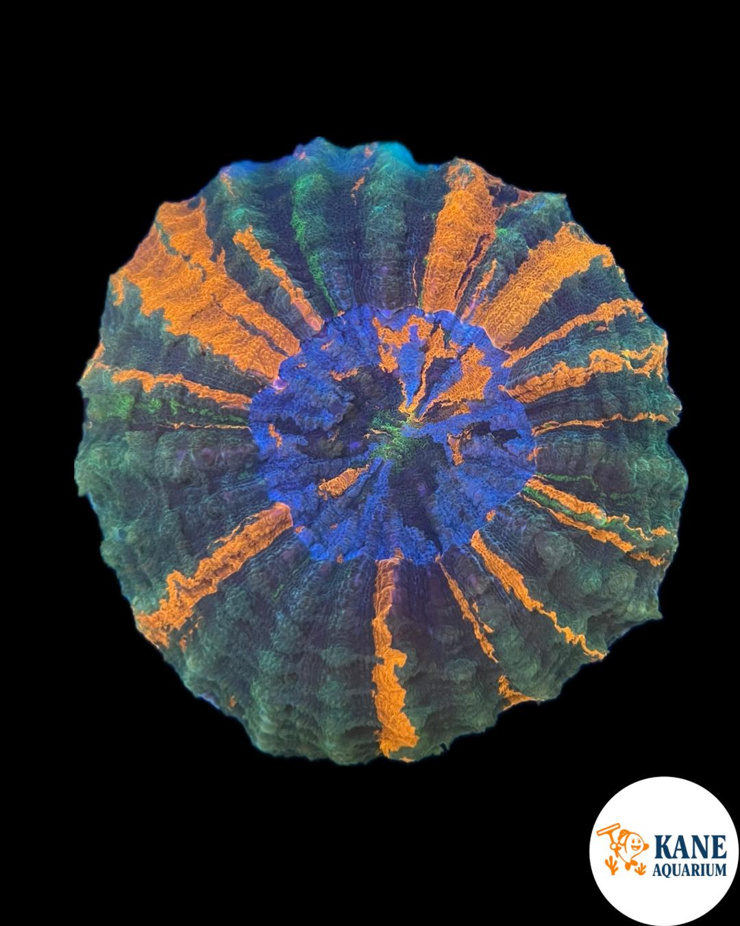 B38 - Acanthophyllia Donut green with orange stripes