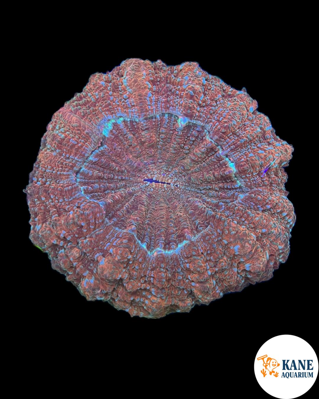B39 - Acanthophyllia Donut Orange with blue sparkles
