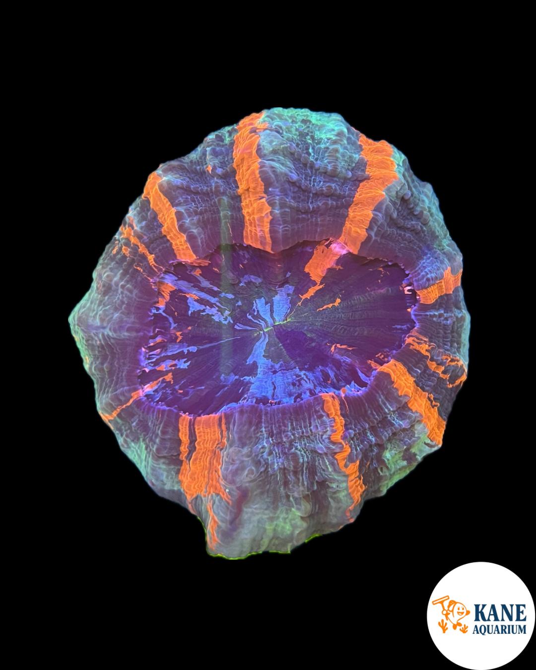 B40 - Acanthophyllia Donut Blue/green with Orange Stripes
