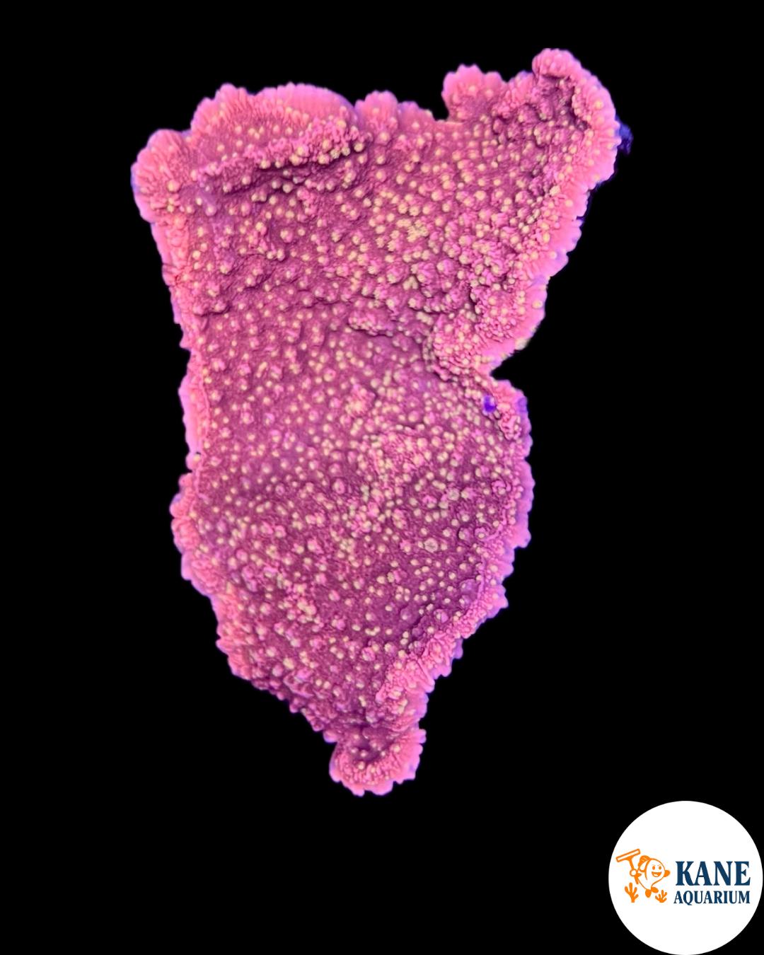 B41 - Sunburst Monti Colony