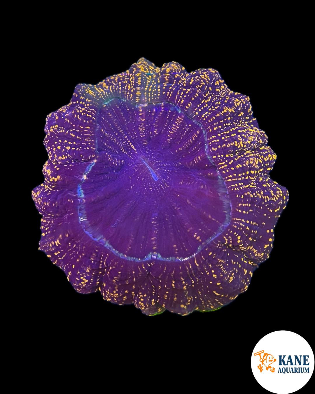 B41 - Acanthophyllia Donut Orange Sparkles