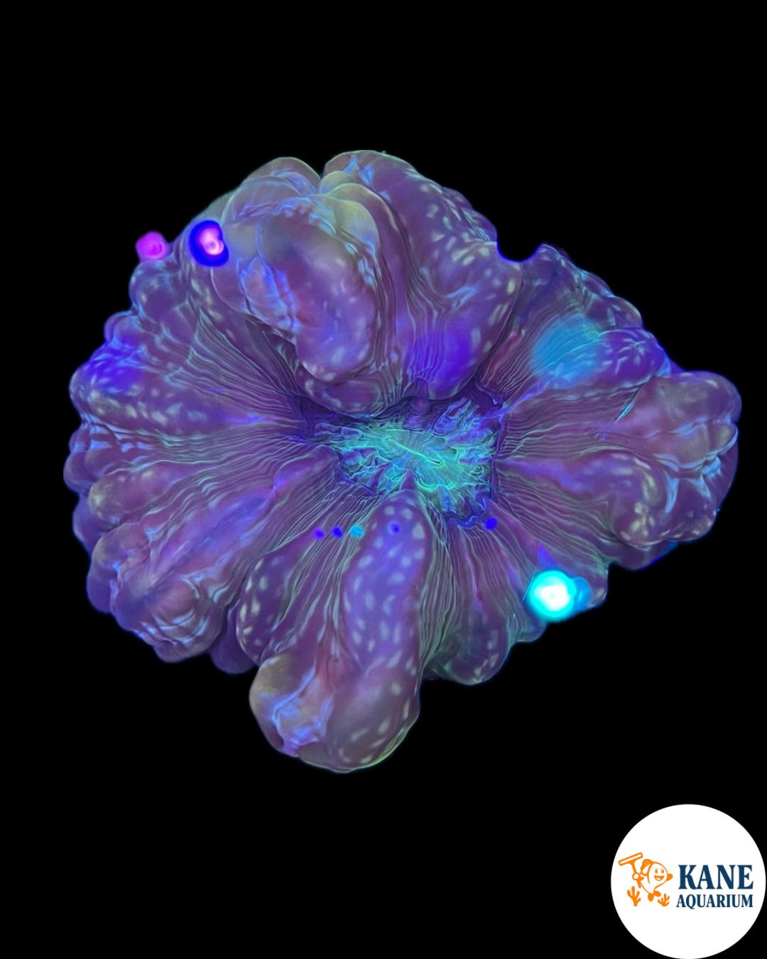 B42 - Acanthophyllia Donut Purple with green spots