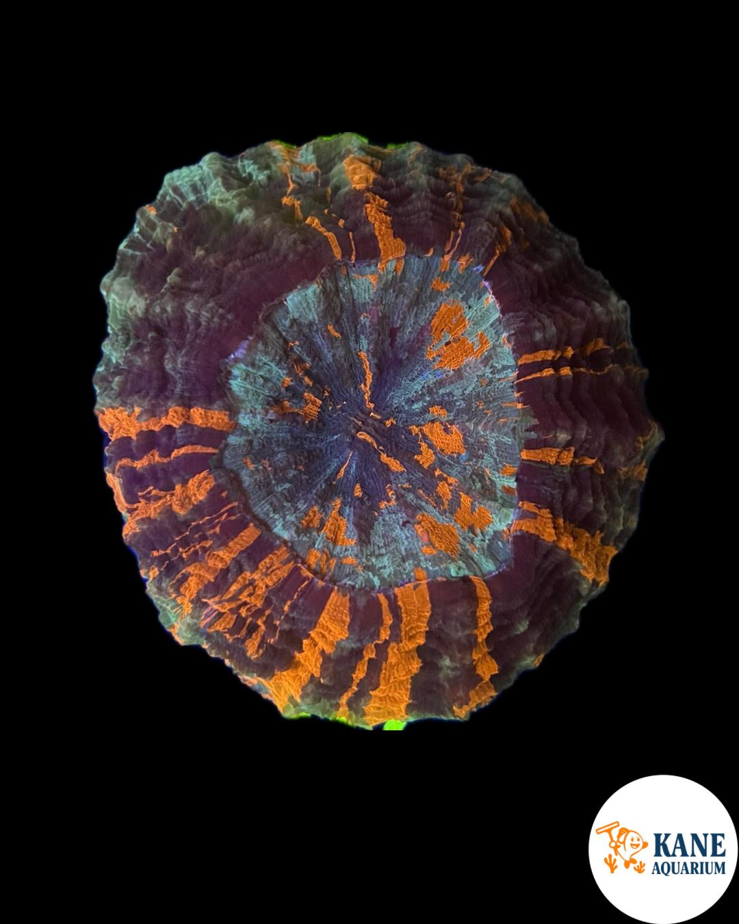 B4 - Acanthophyllia Baby Blue with Orange Stripes