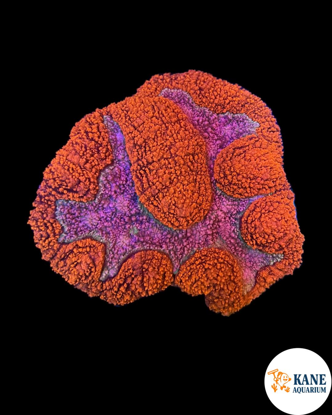 B47 - Wellsophyllia Blood red with baby blue center