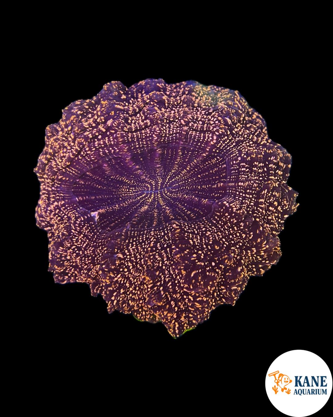 B48 - Acanthophyllia Donut with Orange sparkles