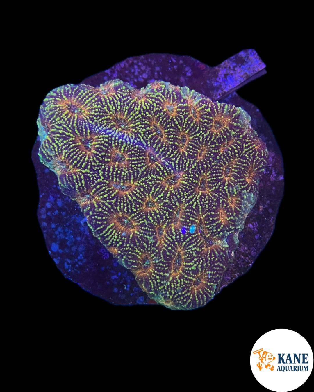 B53 - Acanthastrea Colony