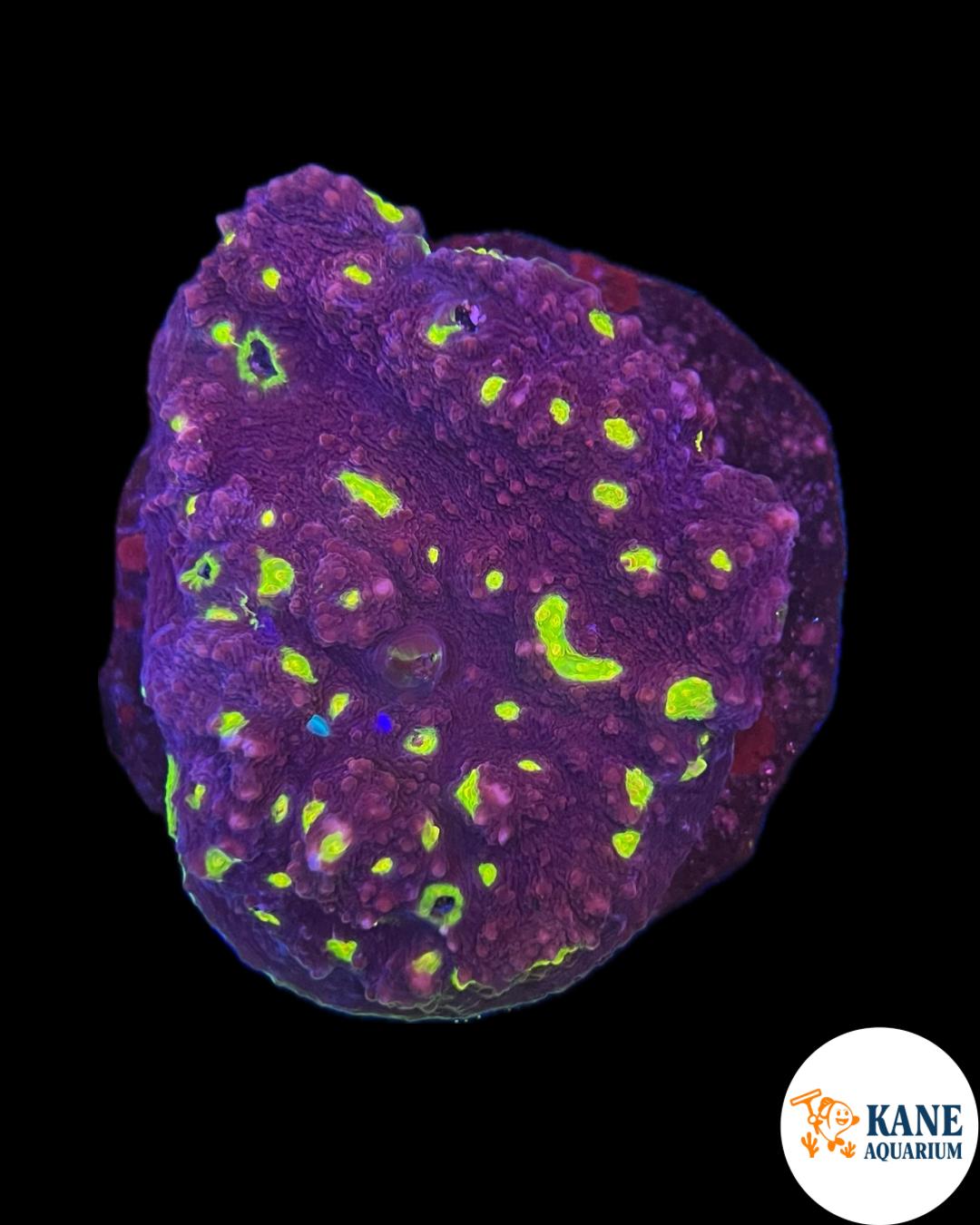 B54 - Acanthastrea Colony