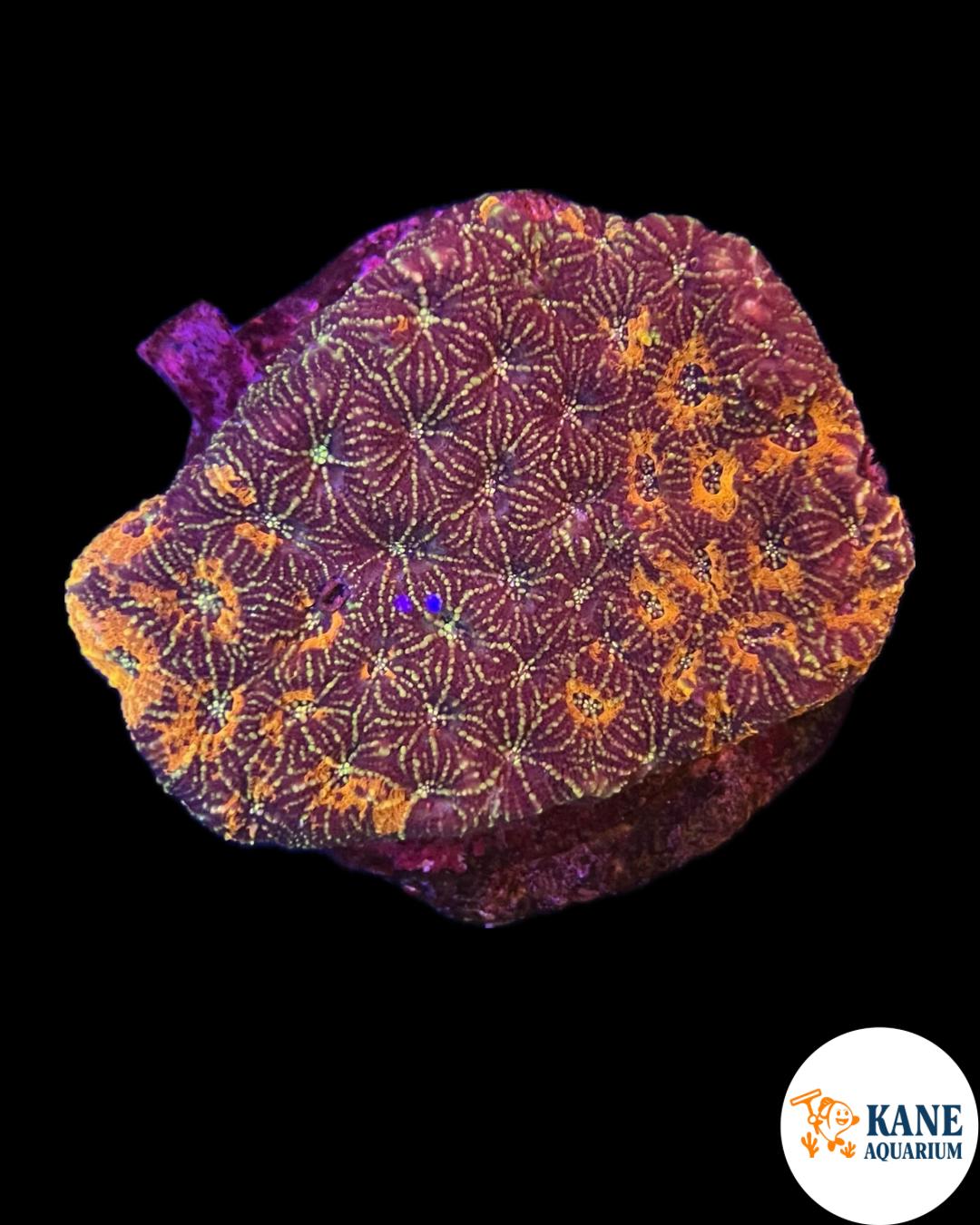 B54 - Acanthastrea Colony