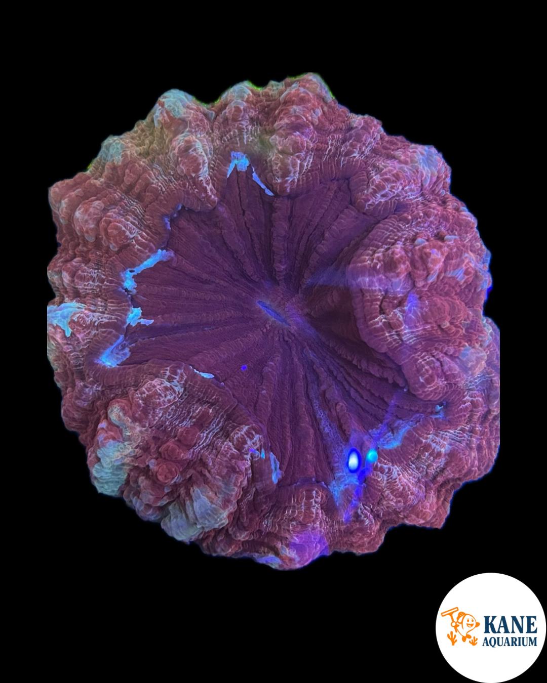 B5 - Acanthophyllia Donut Purple with Green/Blue Stripes