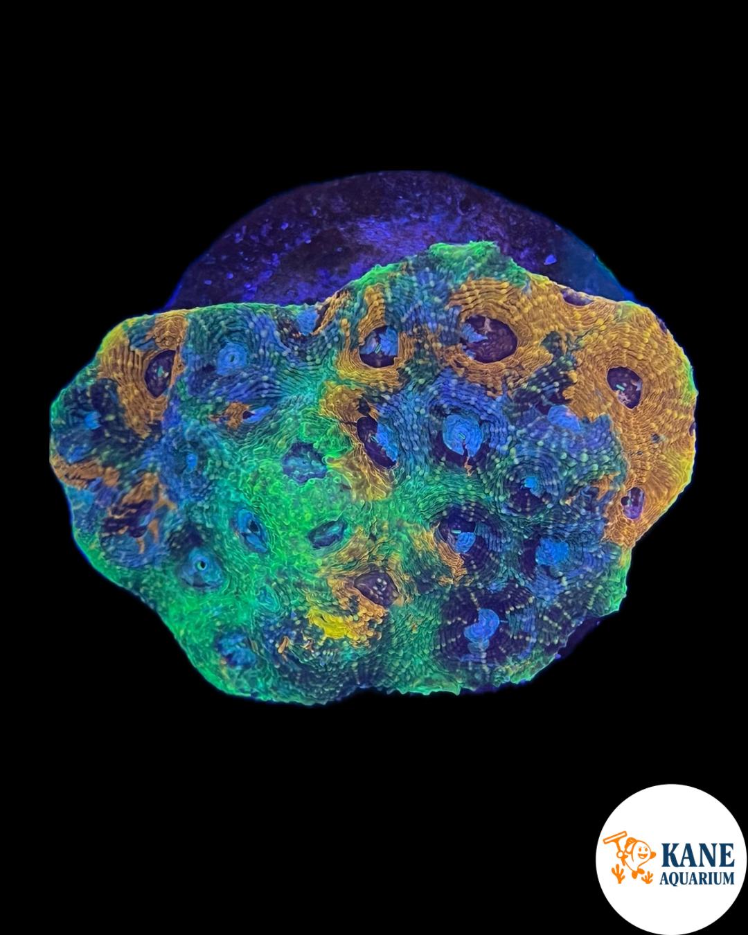 B56 - Acanthastrea Colony Rainbow