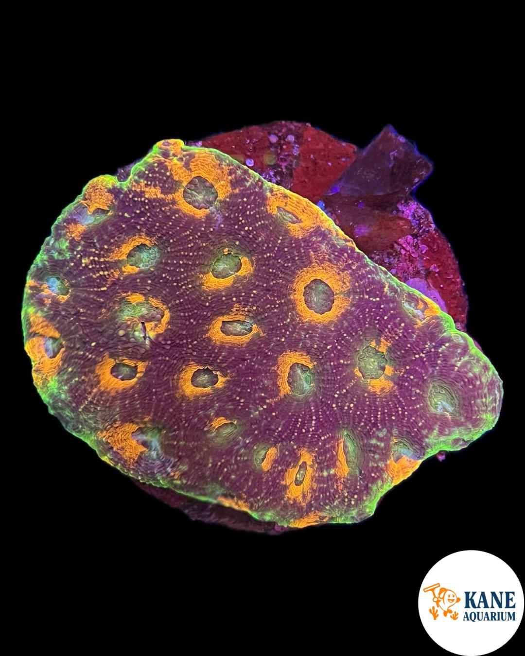 B57 - Acanthastrea Colony