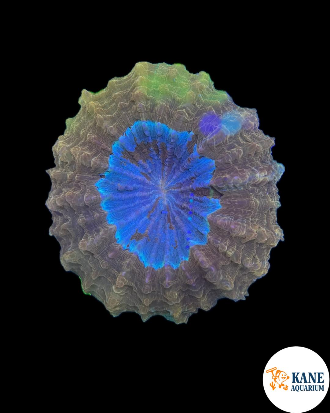 B6 - Acanthophyllia Donut Gold with Blue center