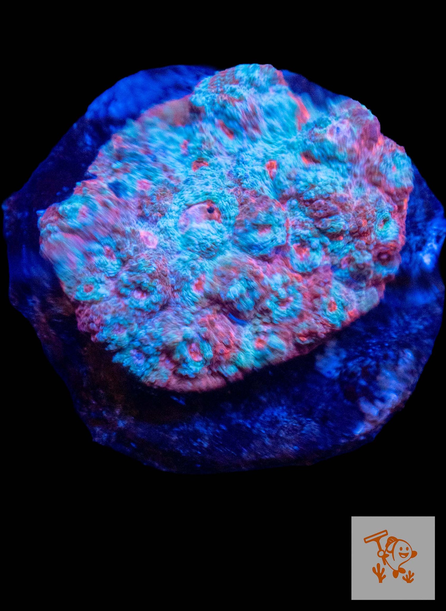 B7 - Blue and Red Chalice Colony