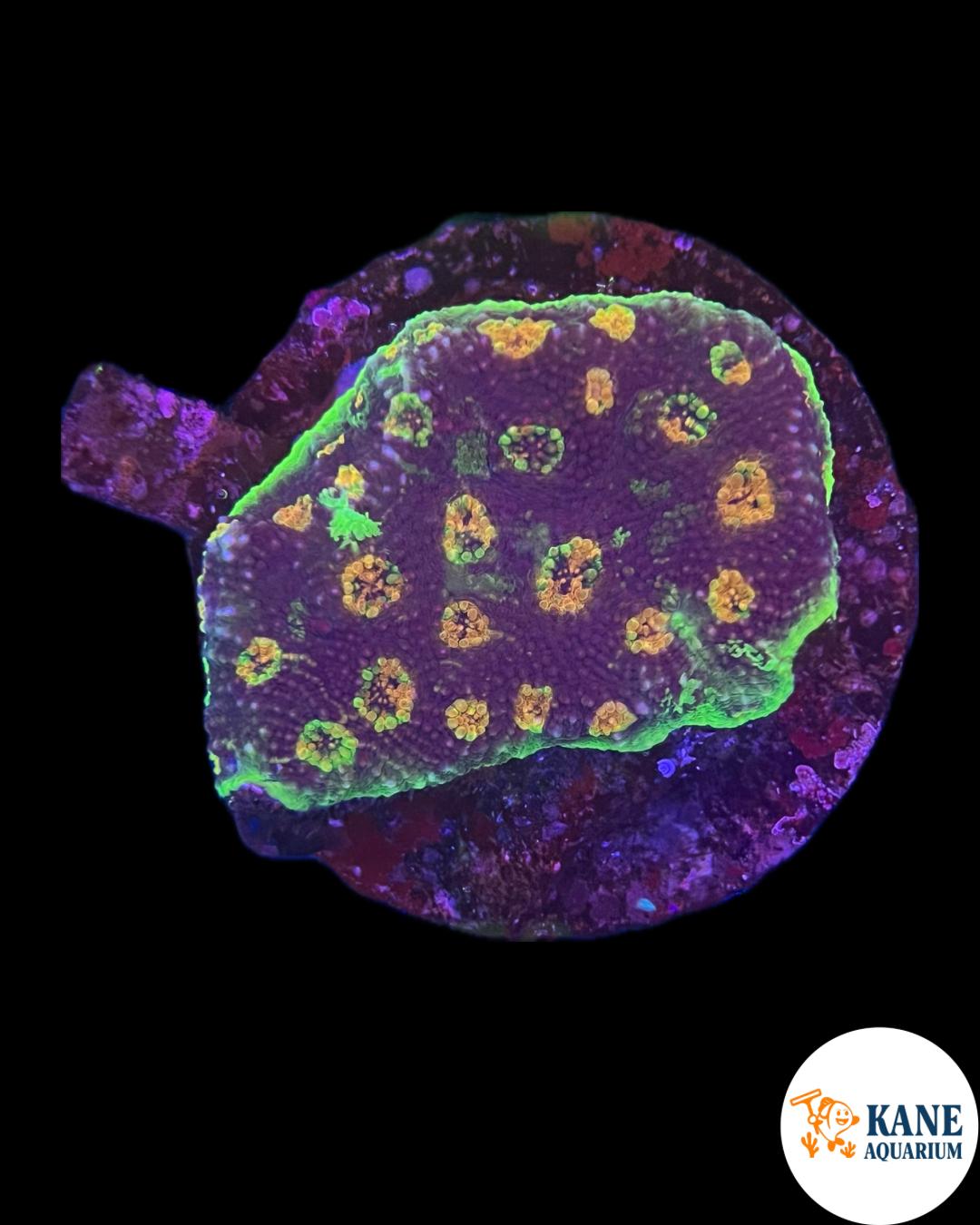 B70 - Acanthastrea Colony