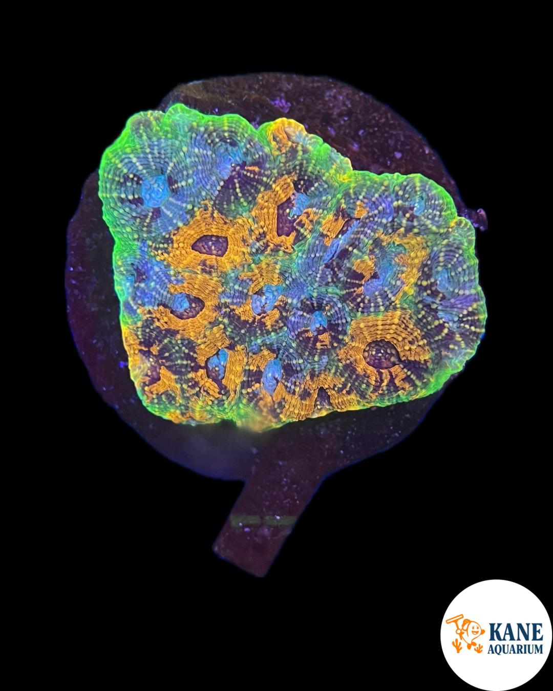 B71 - Acanthastrea Colony Rainbow