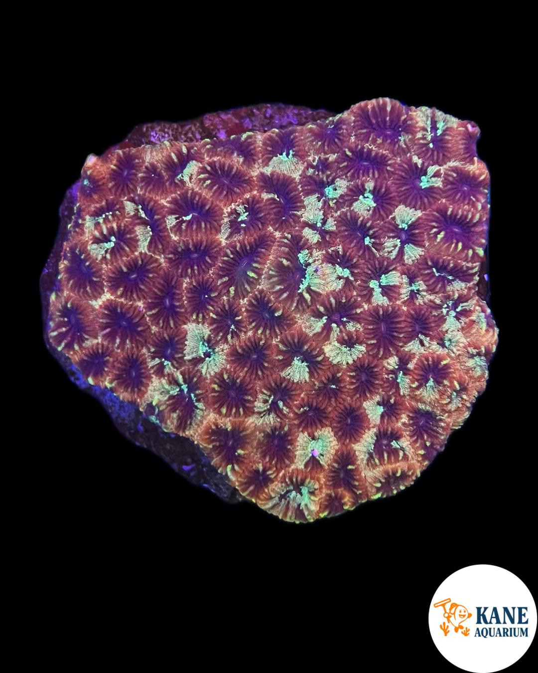 B72 - Acanthastrea Colony