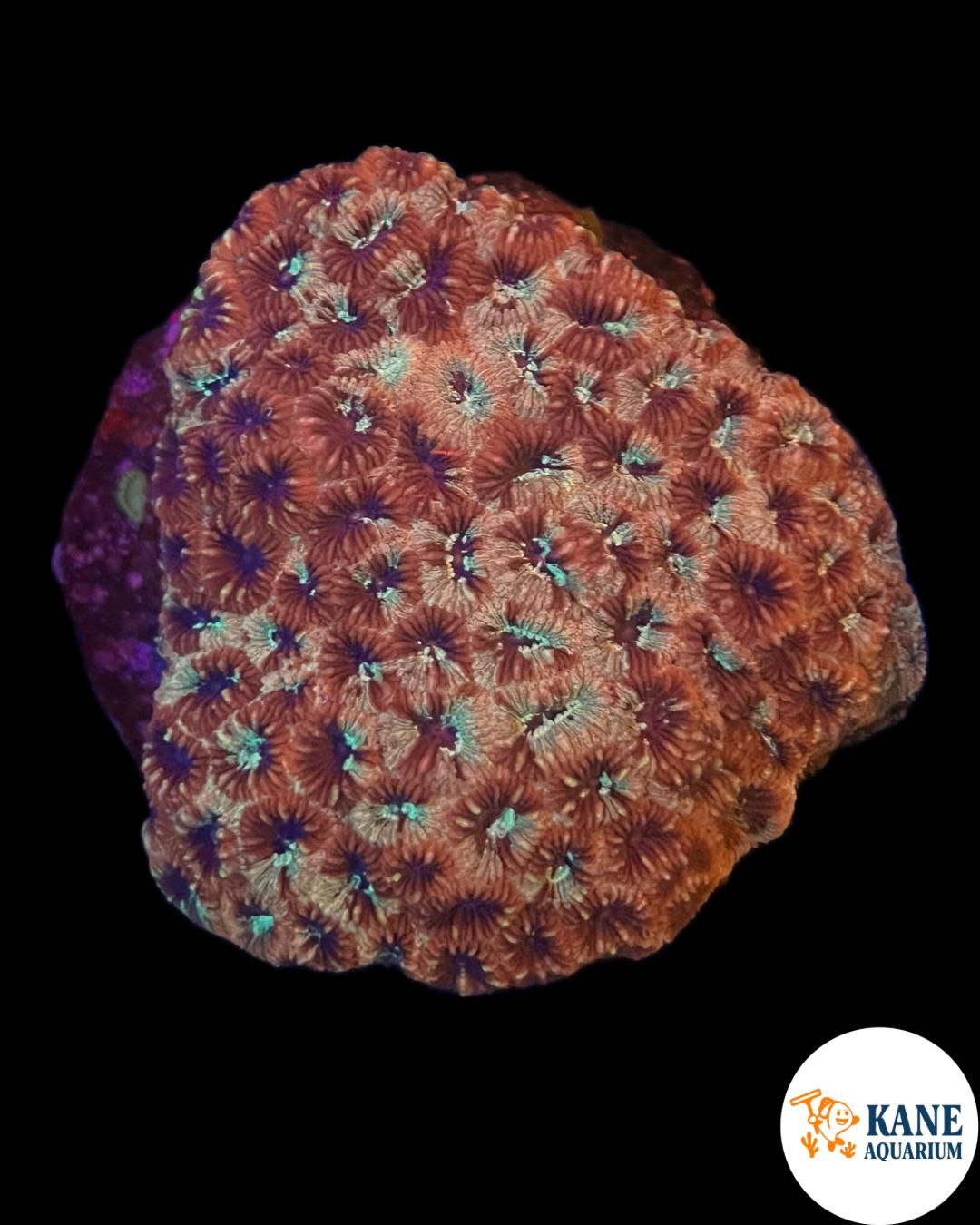 B73 - Acanthastrea Colony