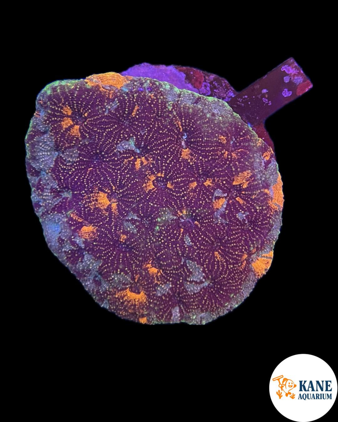 B74 - Acanthastrea Colony