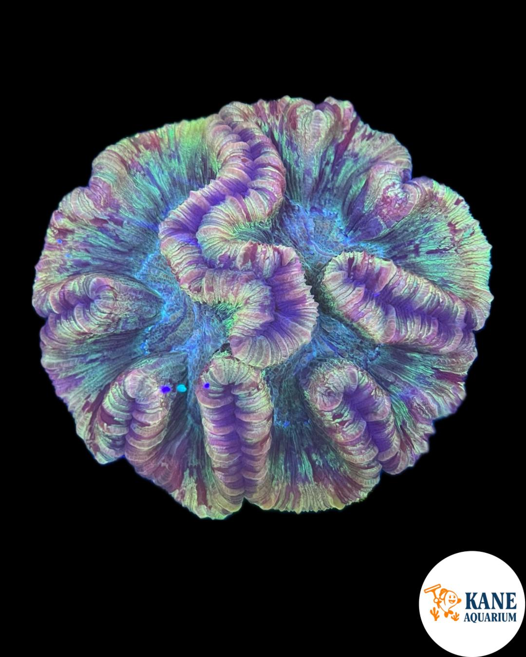B75 - Trachyphyllia Rainbow