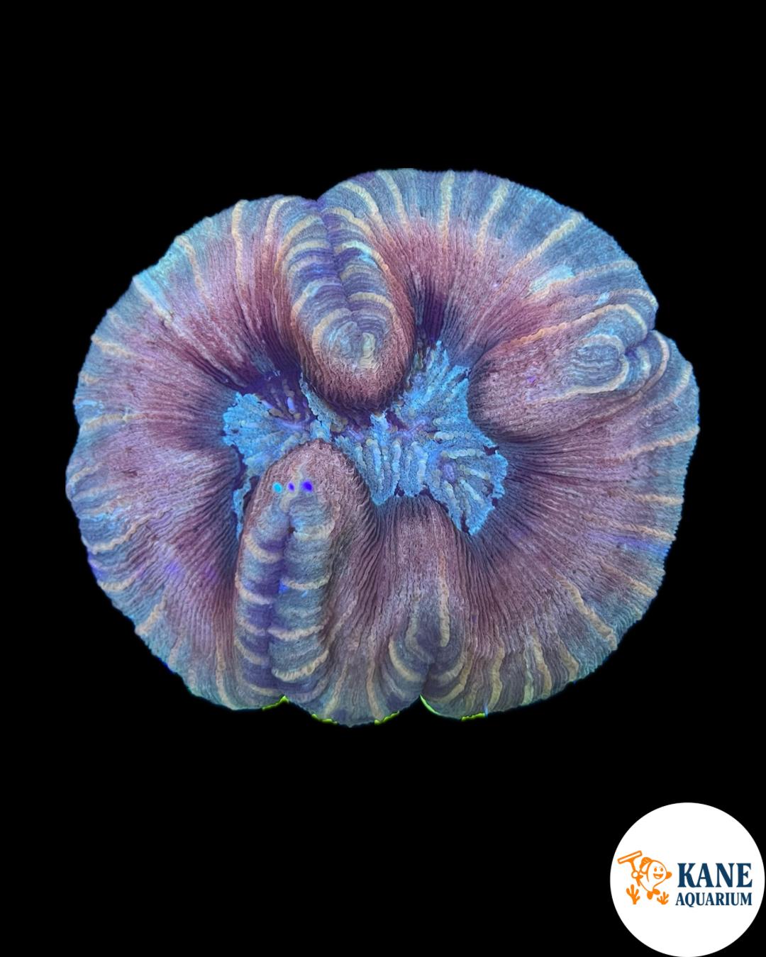 B76 - Trachyphyllia