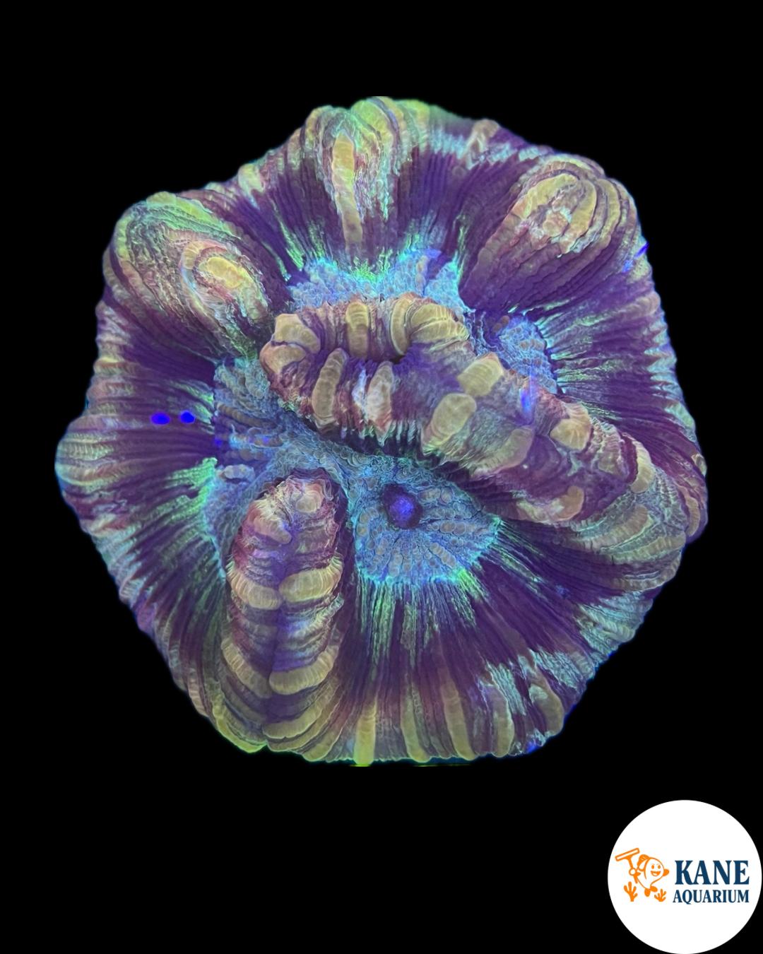 B77 - Trachyphyllia Rainbow
