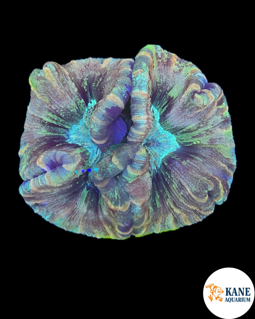 B78 - Trachyphyllia Rainbow