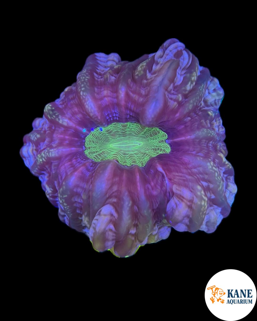 B79 - Purple Cynarina with green mouth