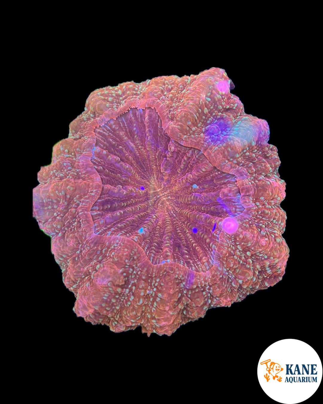 B8 - Acanthophyllia Donut Pink with gold sparkles