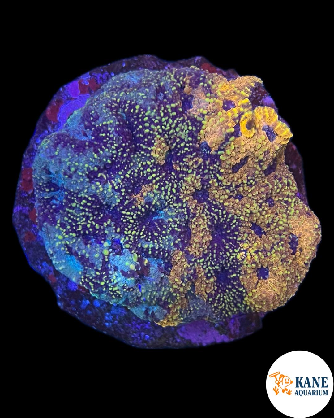 B88 - Acanthastrea Colony