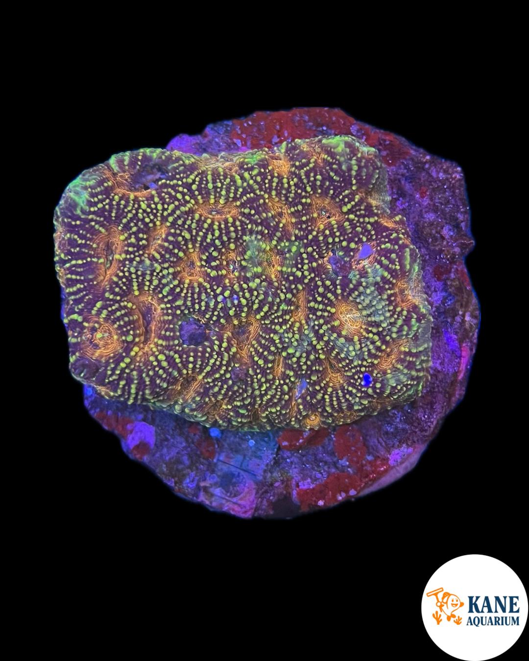 B90 - Acanthastrea Colony