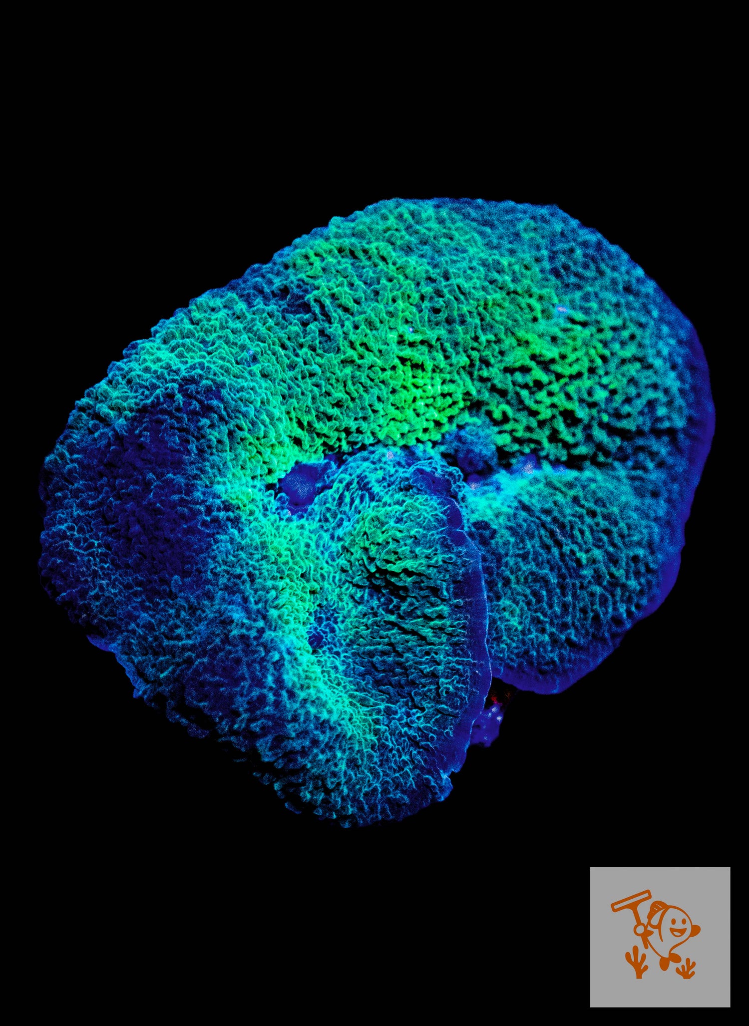 B9 - Green Elephant ear Mushroom on rock