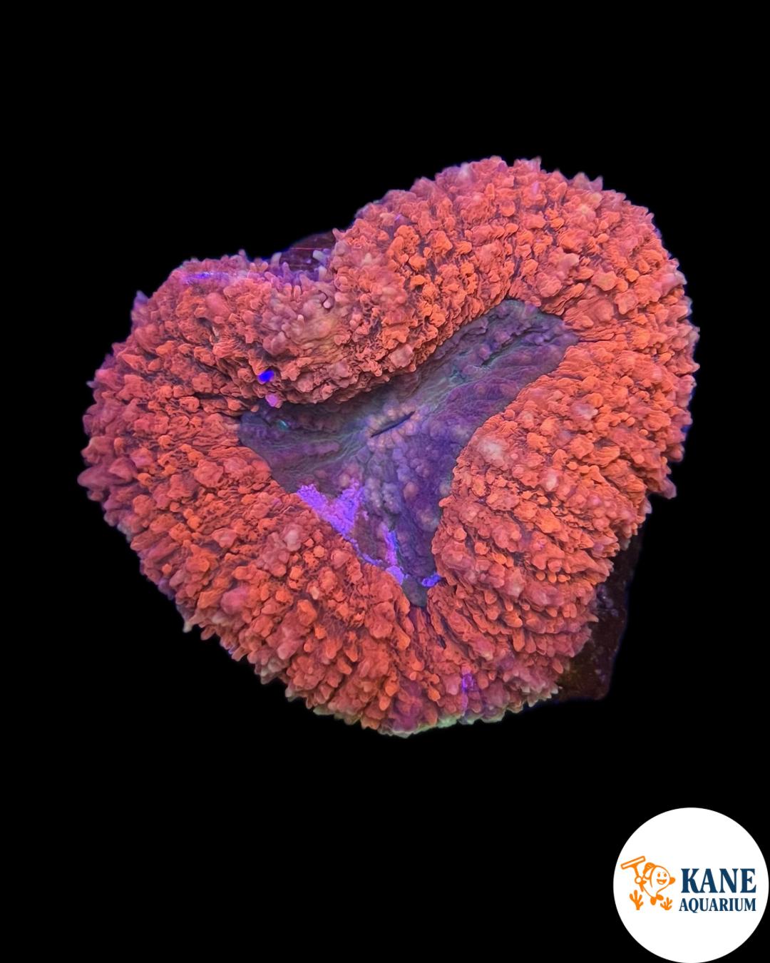 B91 - Lobophyllia red