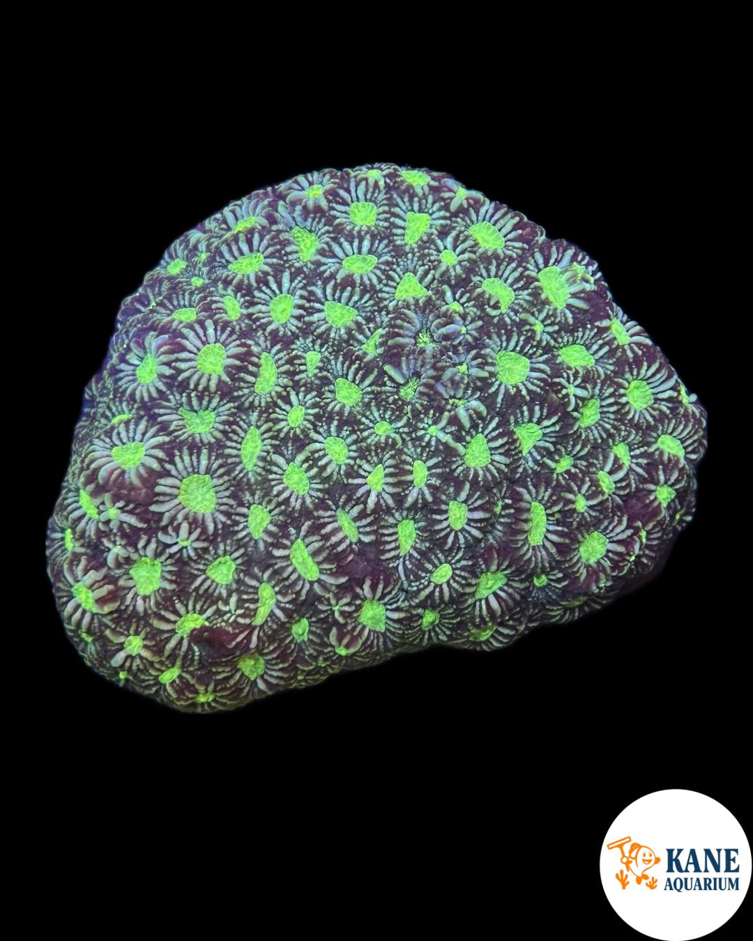 B92 - Acanthastrea Colony