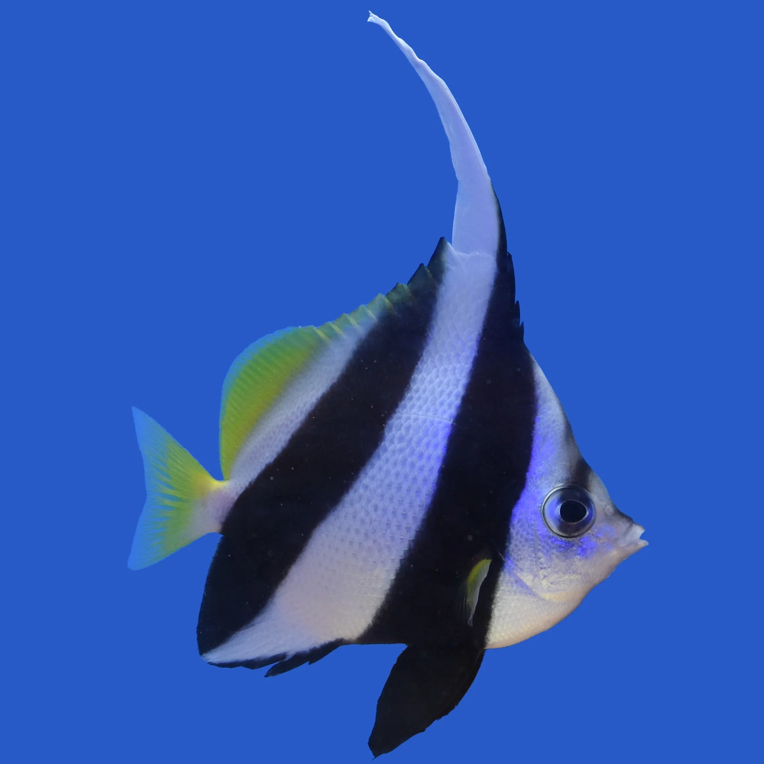 White Bannerfish