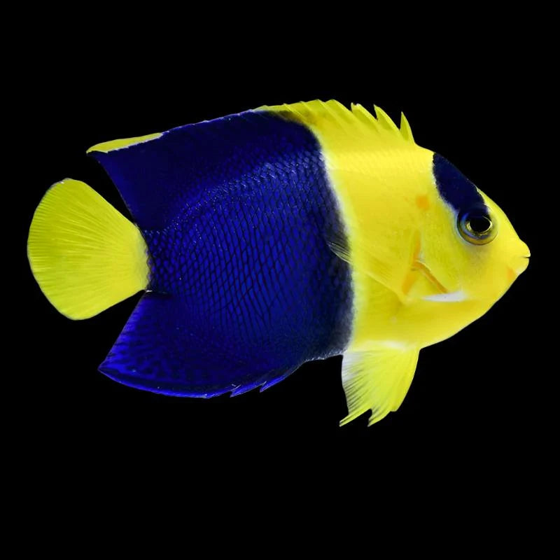 Bicolor Angel