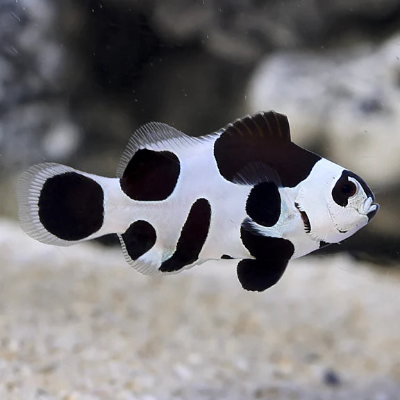 Black Storm Clownfish
