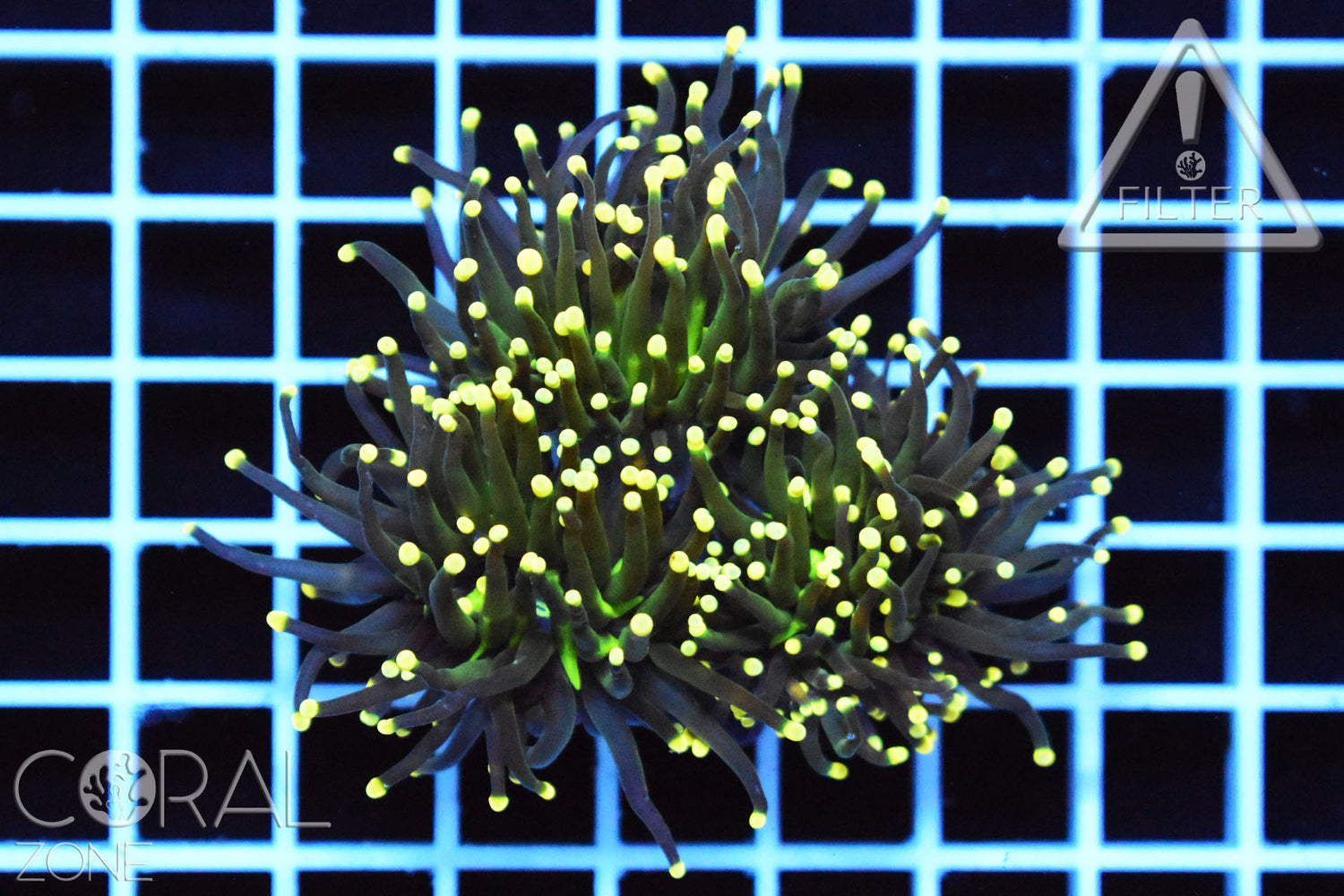 Black Torch with Yellow Tips