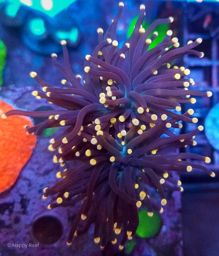 Black Torch with Orange tips