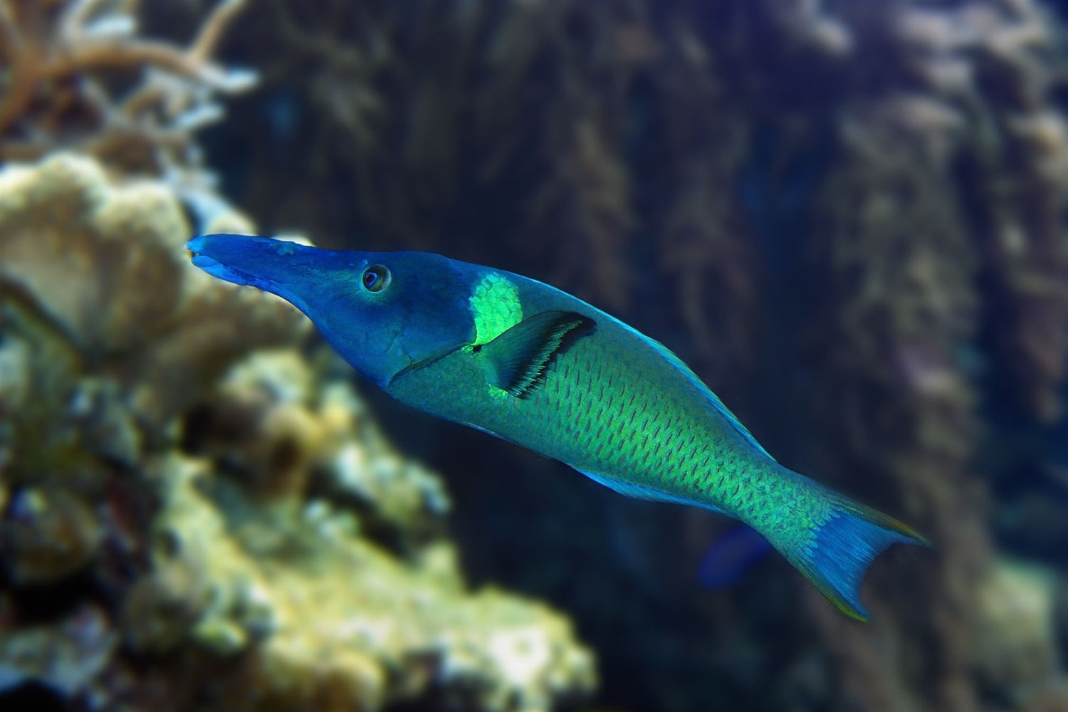 Blue Bird Wrasse