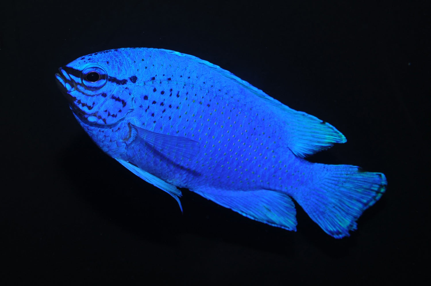 Electric Blue Damsel