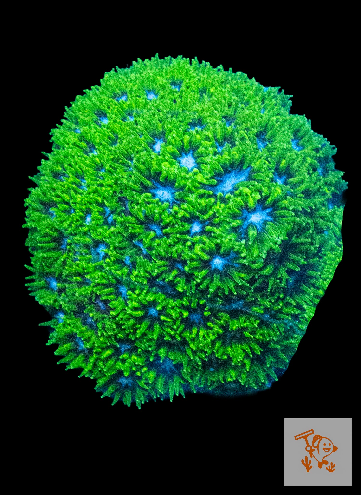 Green Lepto with Blue eyes