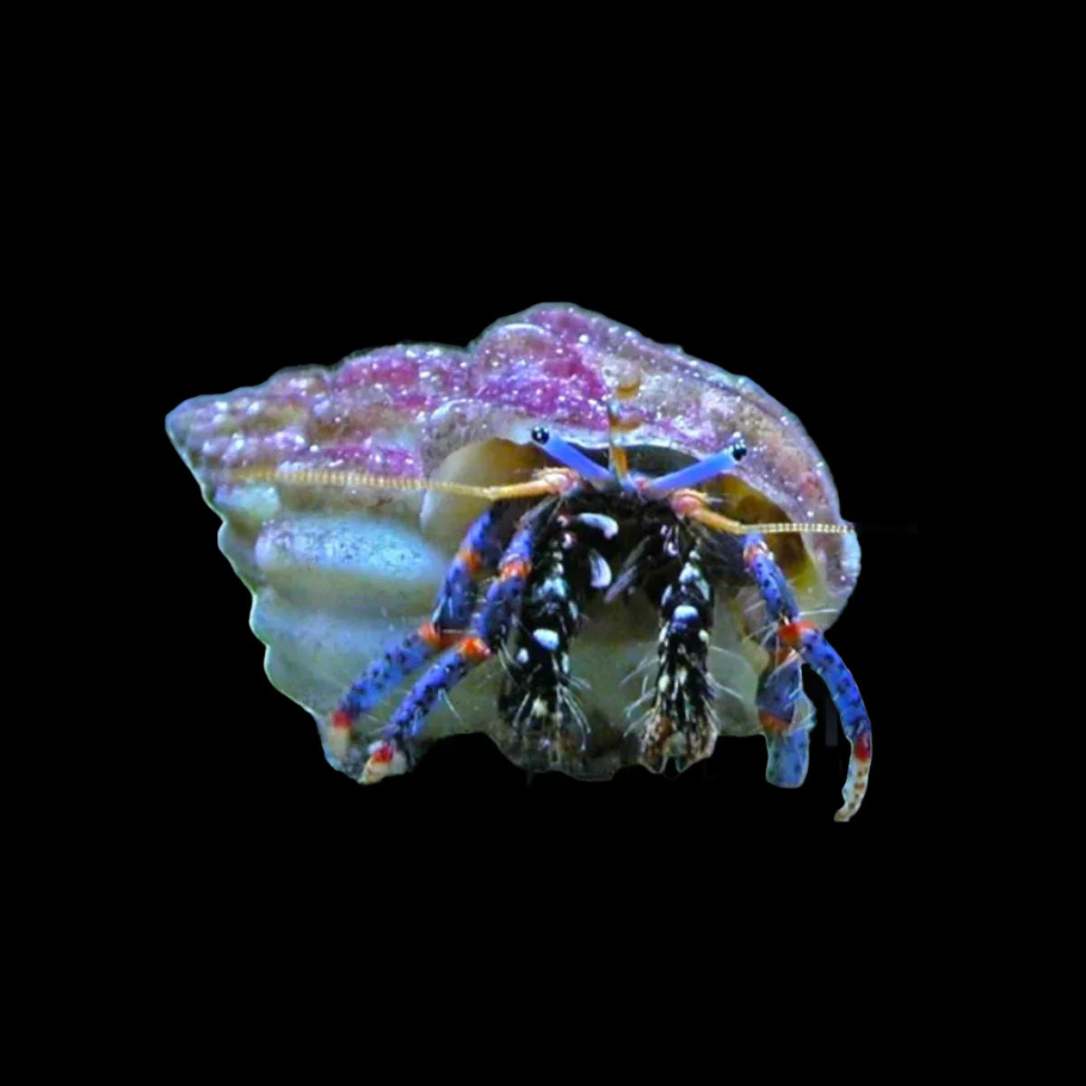 Blue Leg Hermit Crab