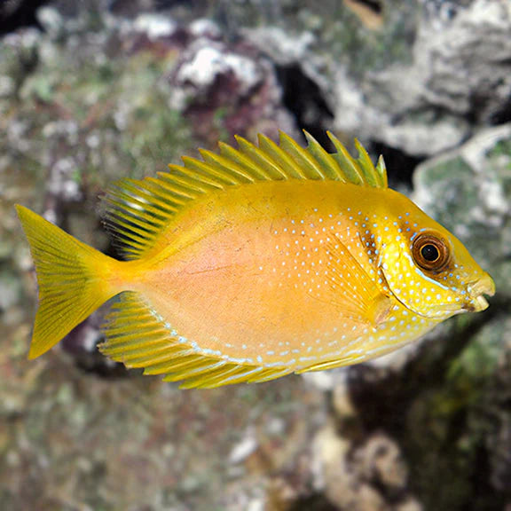 Yellow Rabbitfish
