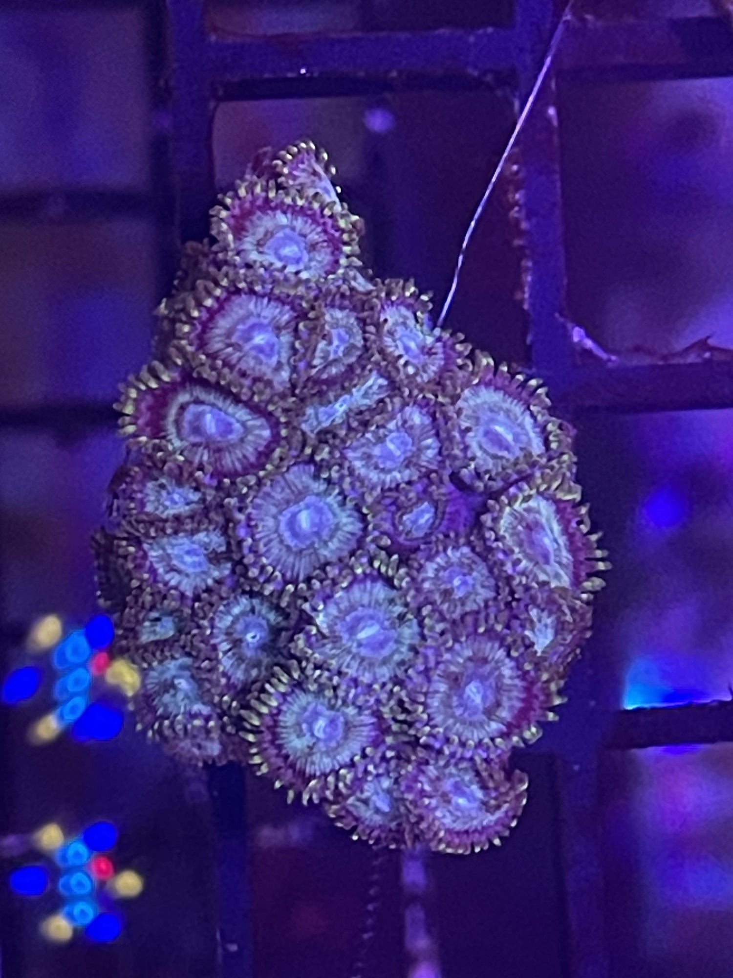 Blue Zoa