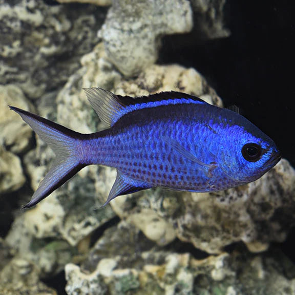 Royal Blue Reef Chromis