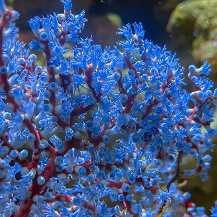 Blueberry Gorgonian