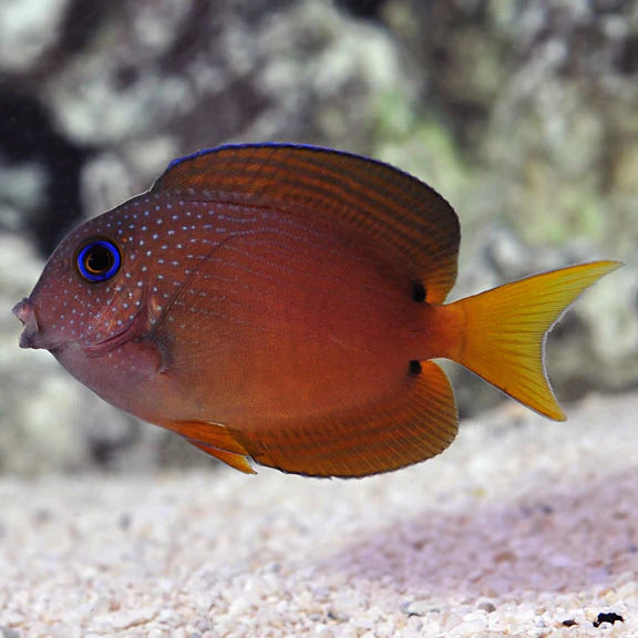 Bristletooth Tang