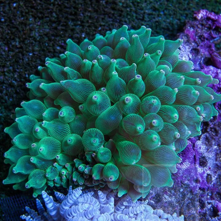 Bubble Tip Anemone Green