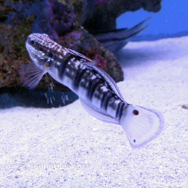Bullet Goby