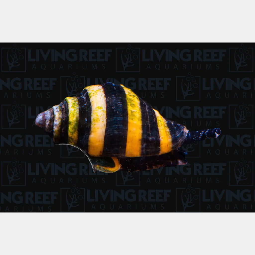 Bumble Bee Snail